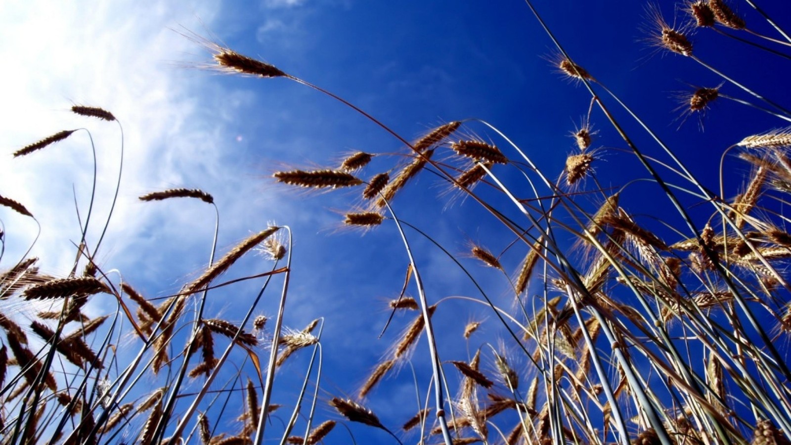 blue, plant, grass family, wheat, food grain wallpaper