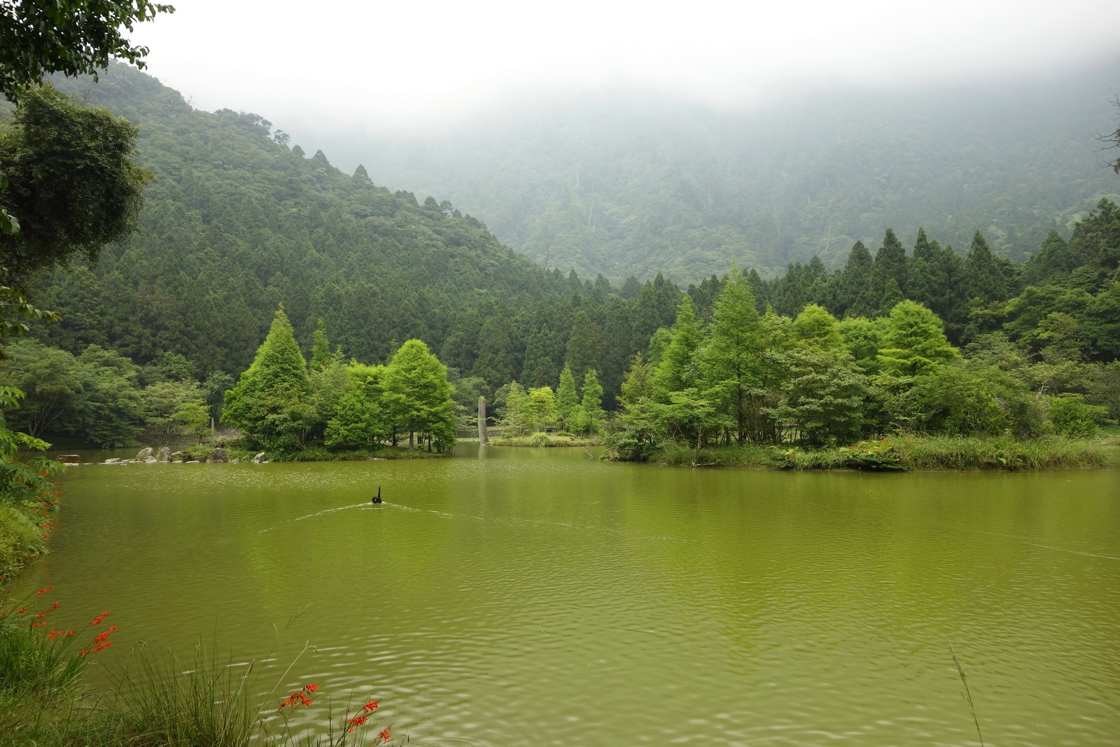 Ein see mit einem kleinen boot darin, umgeben von bäumen (natur, vegetation, naturschutzgebiet, regenwald, wasserressourcen)