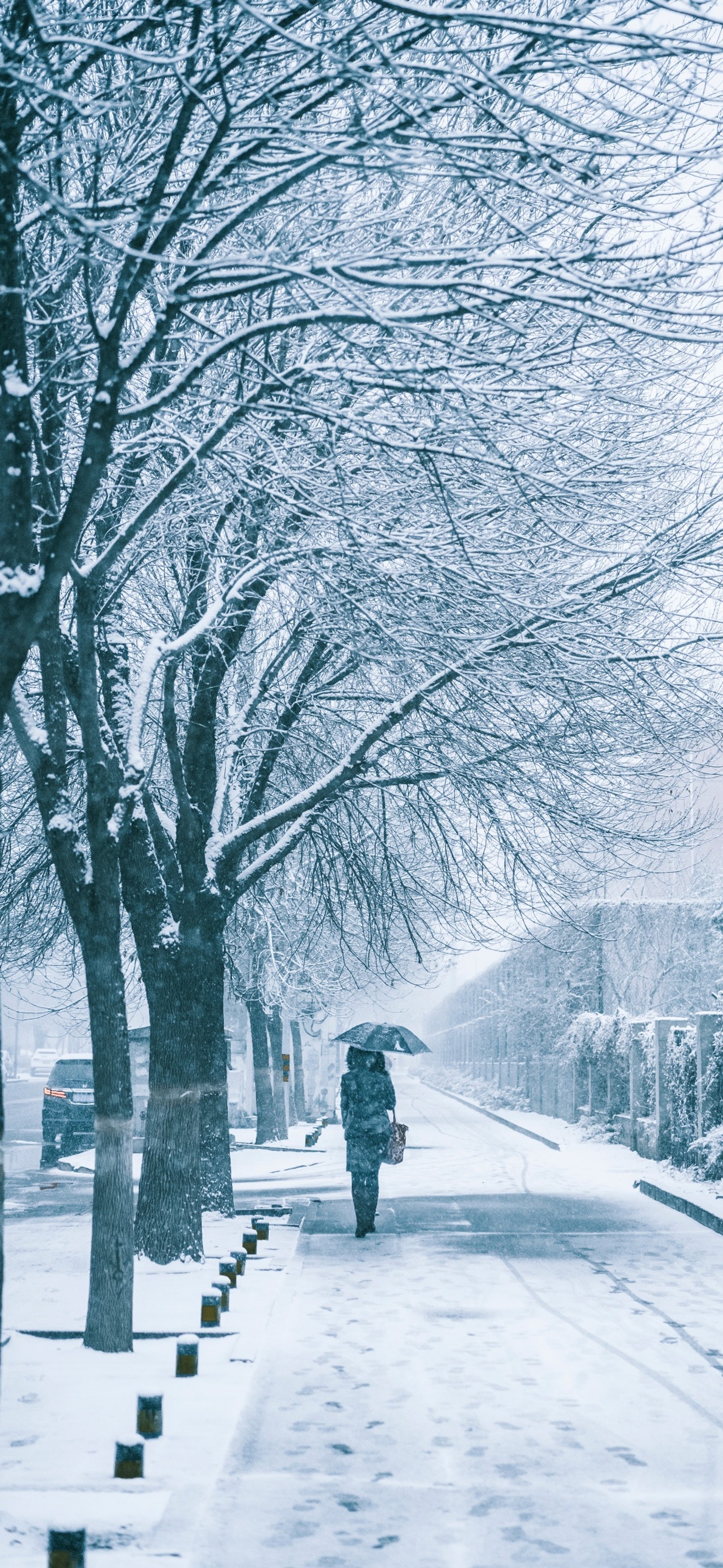 Eine verschneite straße mit bäumen und einer person, die mit einem regenschirm geht (schnee, schneesturm, winter, pflanze, natur)