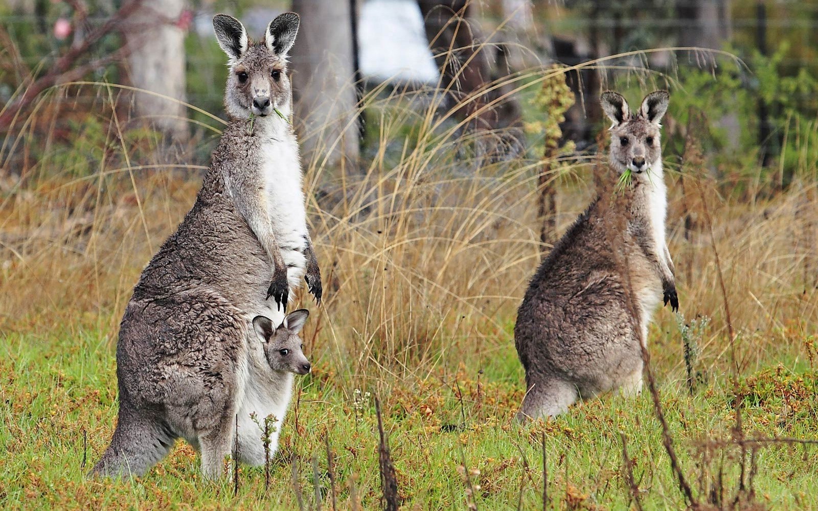 Existem dois cangurus em pé na grama juntos na natureza (canguru vermelho, canguru, animal terrestre, fauna, wallaby)