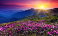 Vibrant wildflowers bloom in a colorful meadow against a majestic mountainous backdrop at sunset.