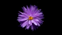 Flor de aster roxa vibrante com gotas de orvalho em um fundo preto