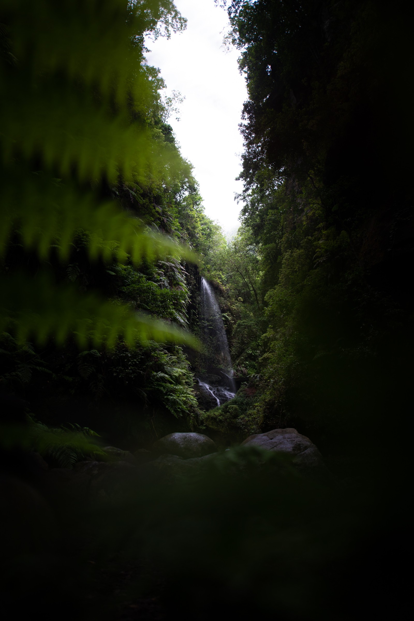 Hay una cascada en medio de un bosque con árboles (naturaleza, verde, agua, árbol, entorno natural)