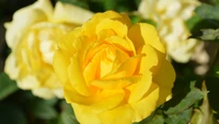 Rose floribunda jaune vif en fleur