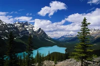 Lago Peyto: Um deslumbrante oásis glacial cercado por majestosas montanhas e uma vegetação exuberante.