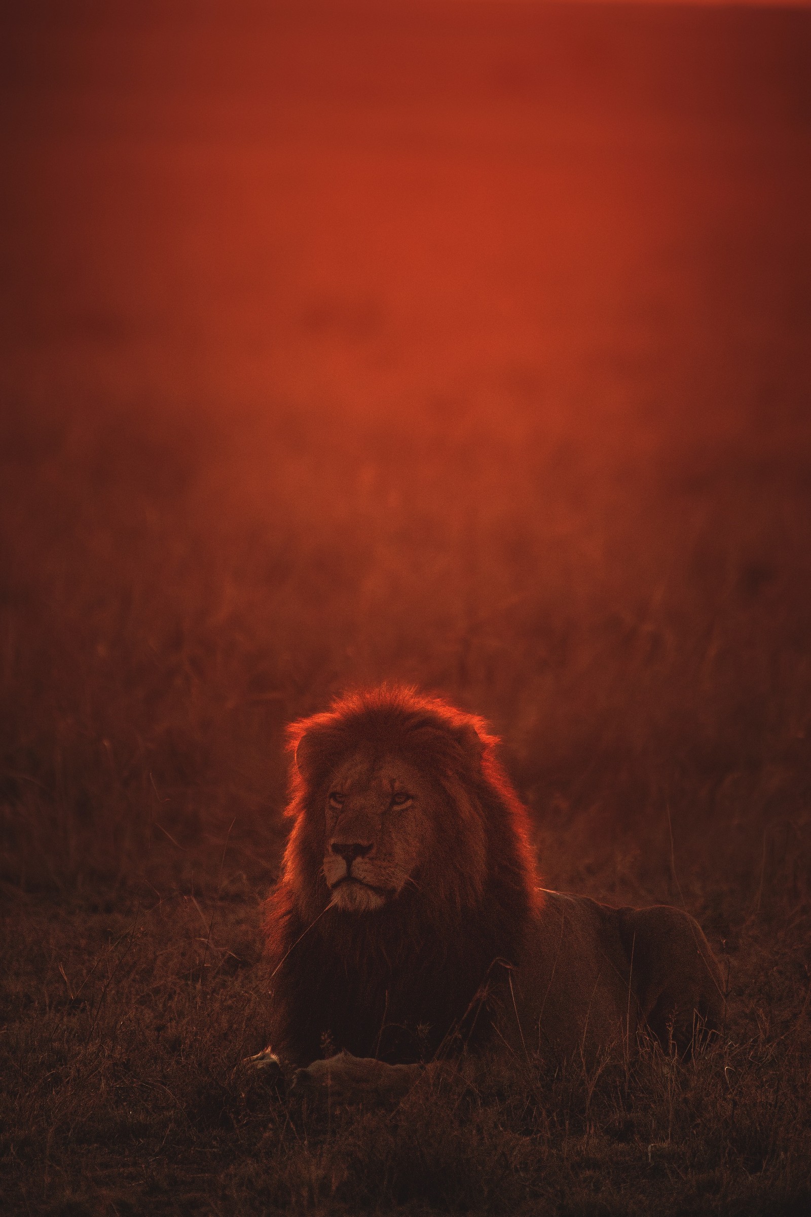 Téléchargez le fond d'écran ciel, le lion, obscurité, museau, atmosphère