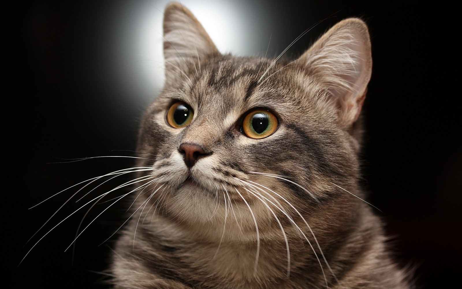 There is a cat that is looking up at the camera (cat, whiskers, close up, kitten, snout)