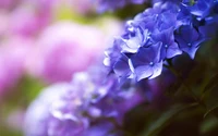 Hortensias bleus et violets vibrants en fleurs