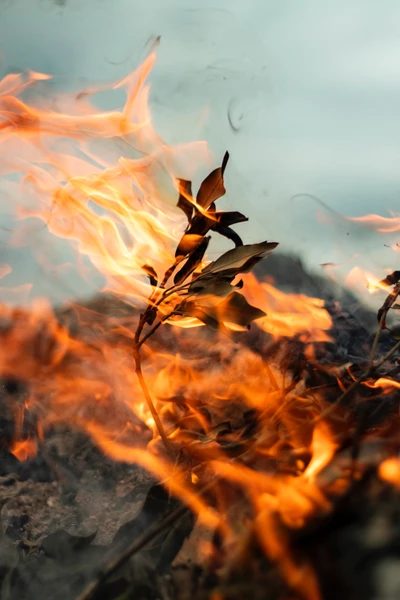 Flammes embrassant la résilience : La lutte d'une feuille dans un incendie de forêt