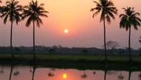 Serene Sunset Over Palm Trees and Reflective Waters