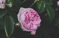 Delicate Pink Rose Bloom Surrounded by Lush Green Leaves