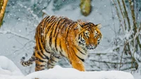 tigre blanco, tigre de bengala, tigre siberiano, nieve, tigre