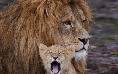 Lion majestueux et petit joueur : Un moment réconfortant de la faune