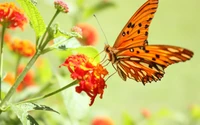 Una mariposa vibrante con alas naranjas y negras alimentándose de flores coloridas en un jardín soleado.