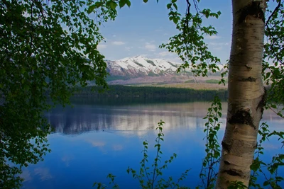 дерево, берёза, природа, отражение, озеро