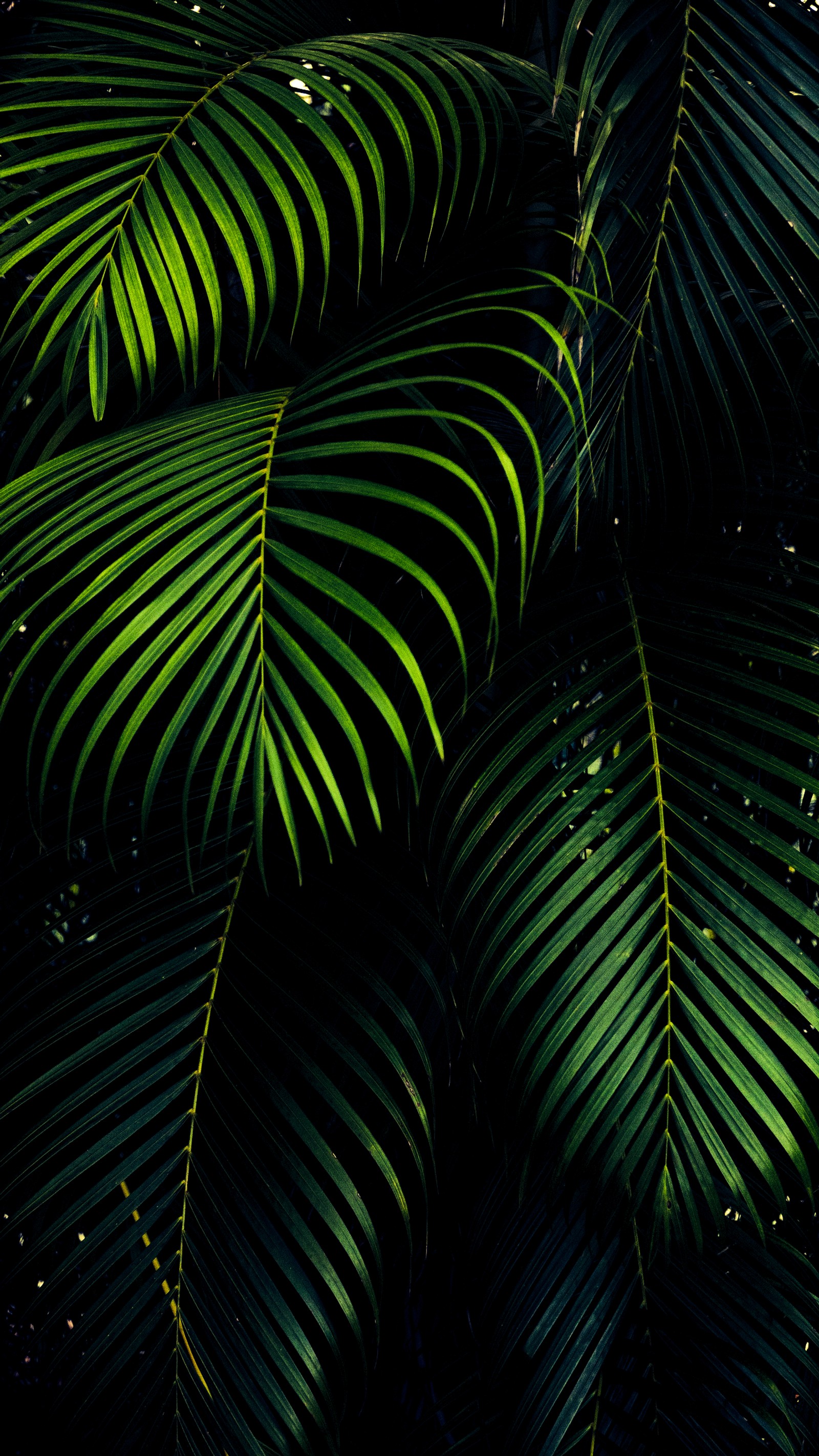 A close up of a bunch of green leaves on a tree (oled, leaf, ios, android, woody plant)