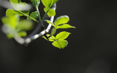 Feuilles vertes fraîches sur une brindille au printemps