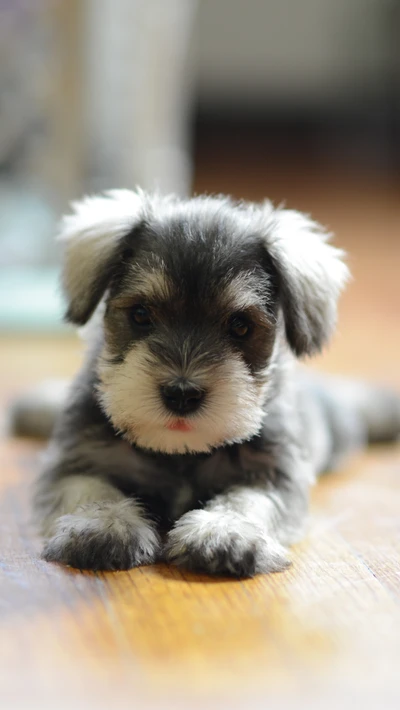 Adorable cachorro con pelaje esponjoso descansando en un suelo de madera.