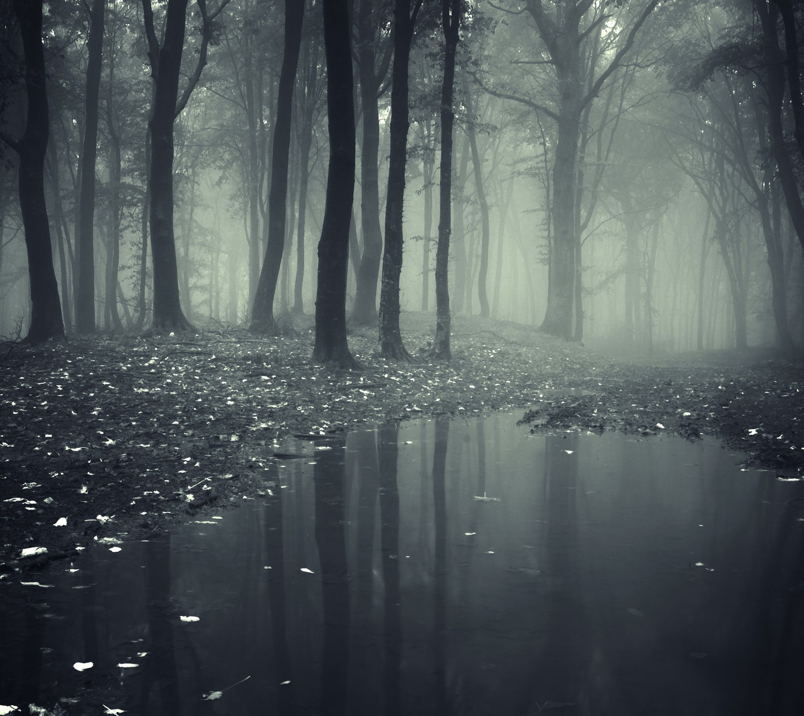 Arafed image of a dark forest with a puddle of water (background, dark forest, trees water nature)