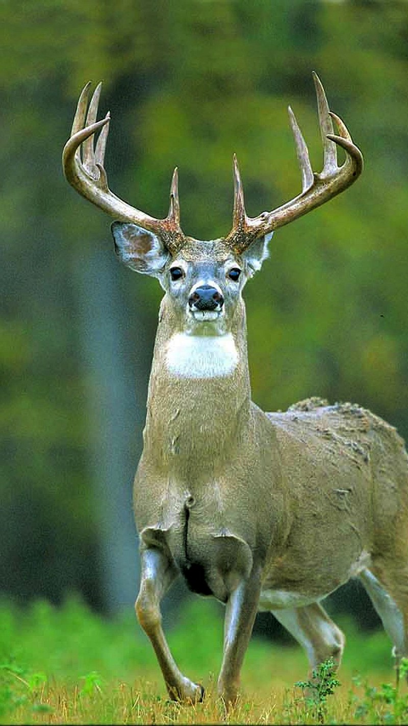 Олень бежит по траве с рогами (олень, white tailed)