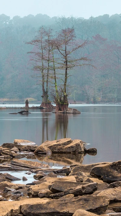 hermoso, lago, escenario, árboles