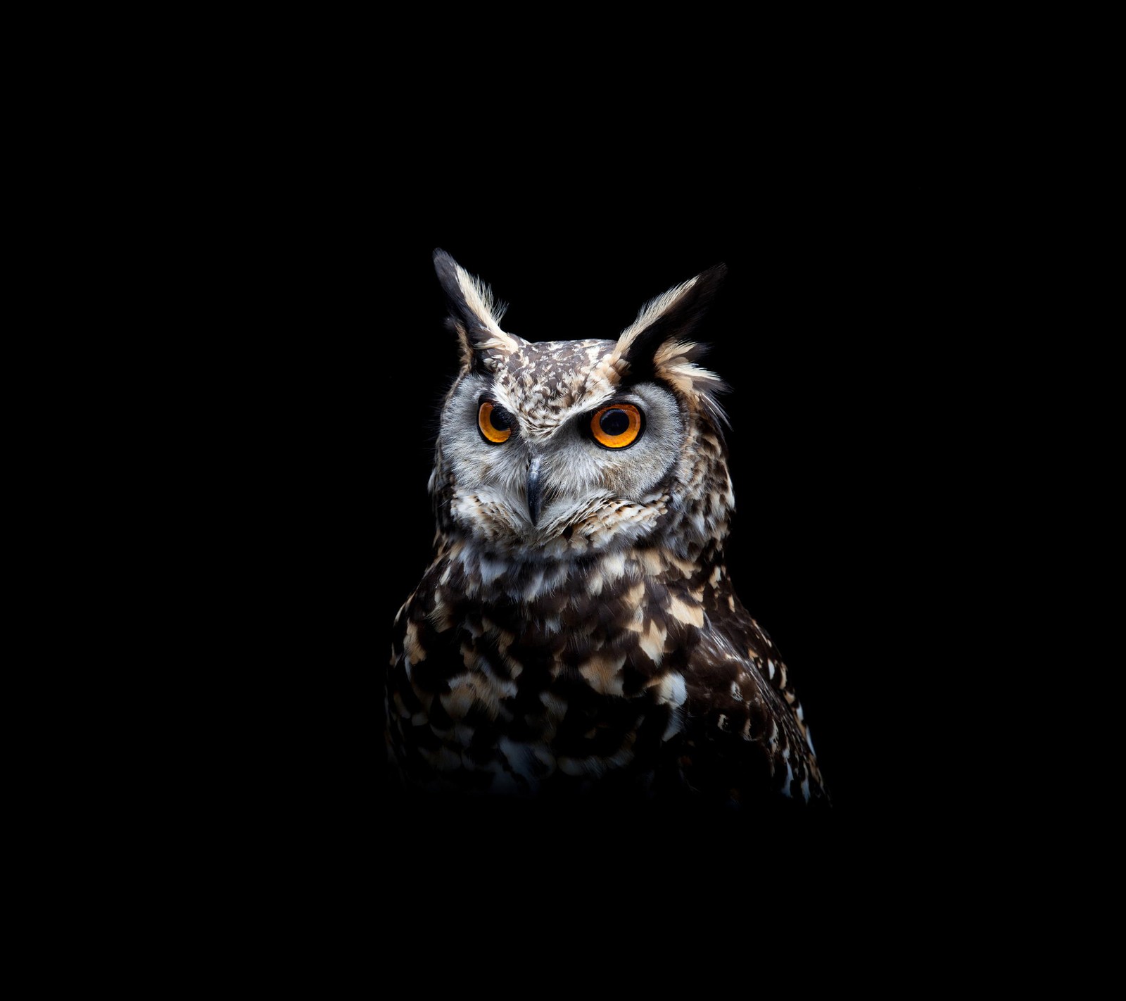 There is a owl that is sitting in the dark (bird, night, owl)