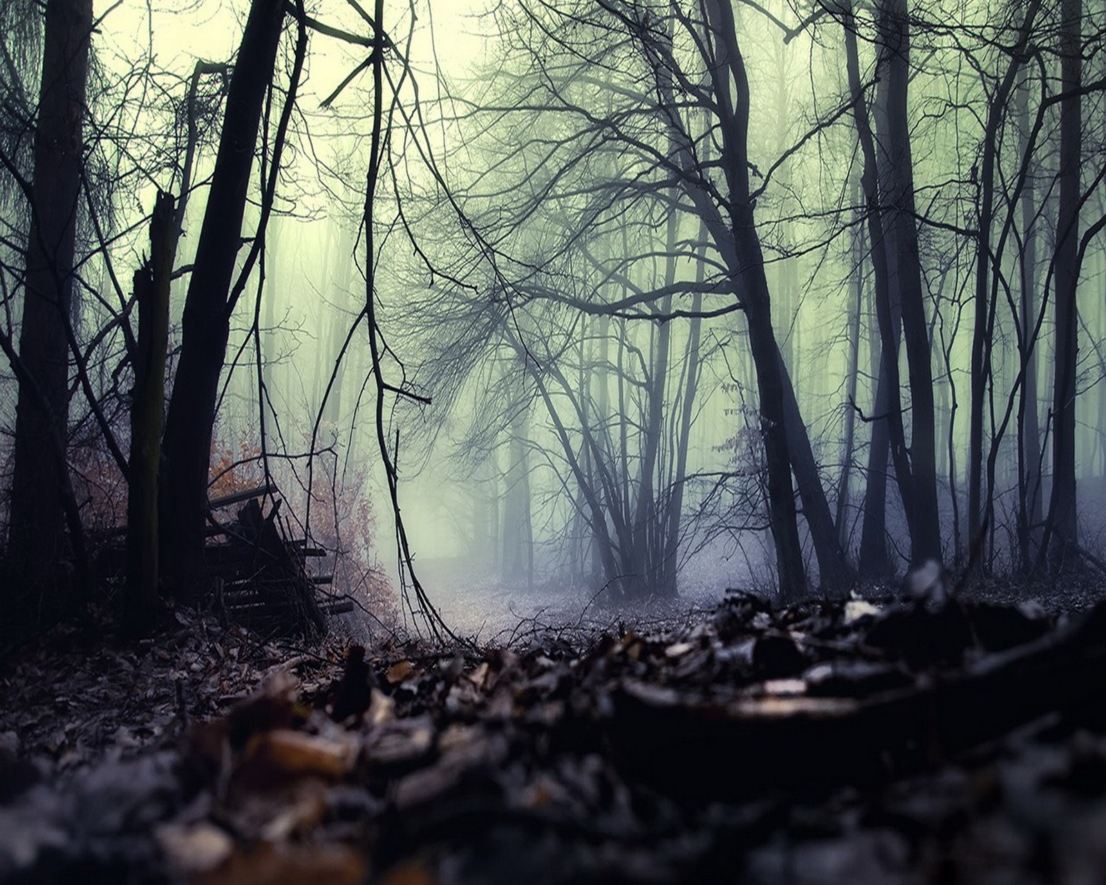 There is a forest with a bench and a lot of leaves (forest trees path foggy, nature)