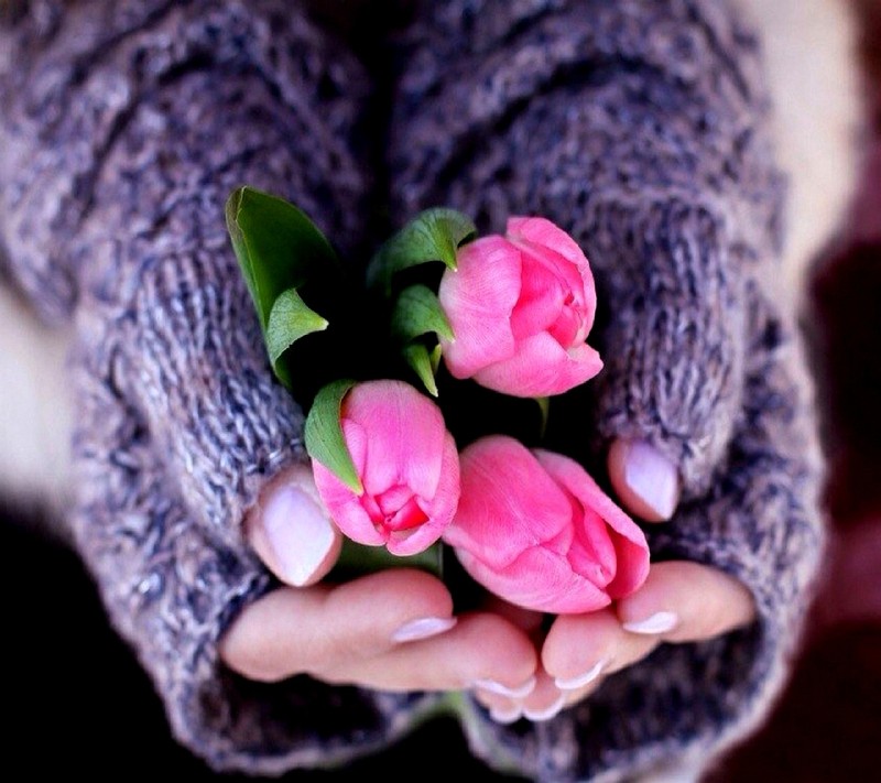 Alguien sosteniendo un ramo de flores rosas en sus manos (naturaleza)