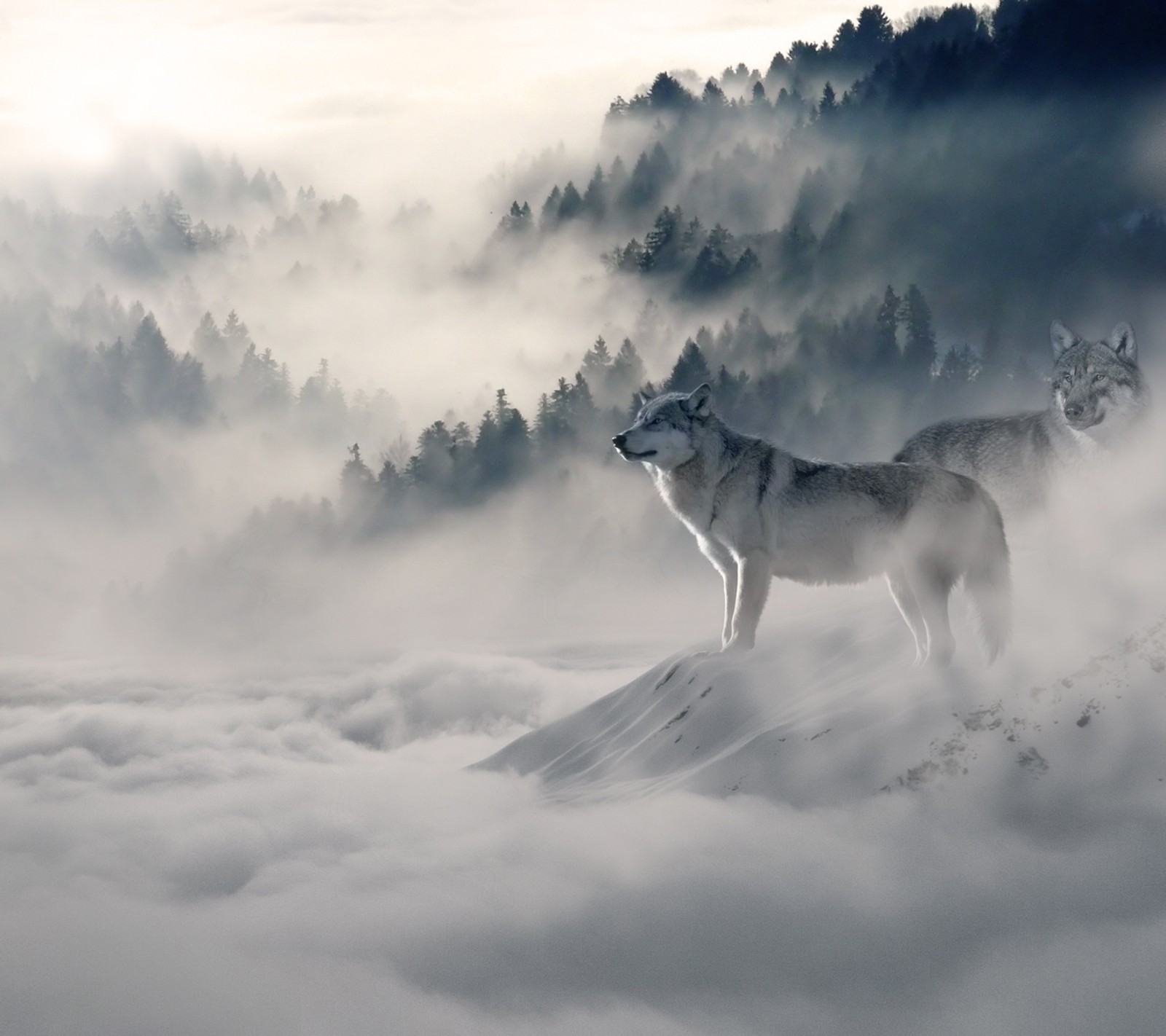 There are two wolfs standing on a mountain with a foggy forest in the background (fog, forest, wolf)