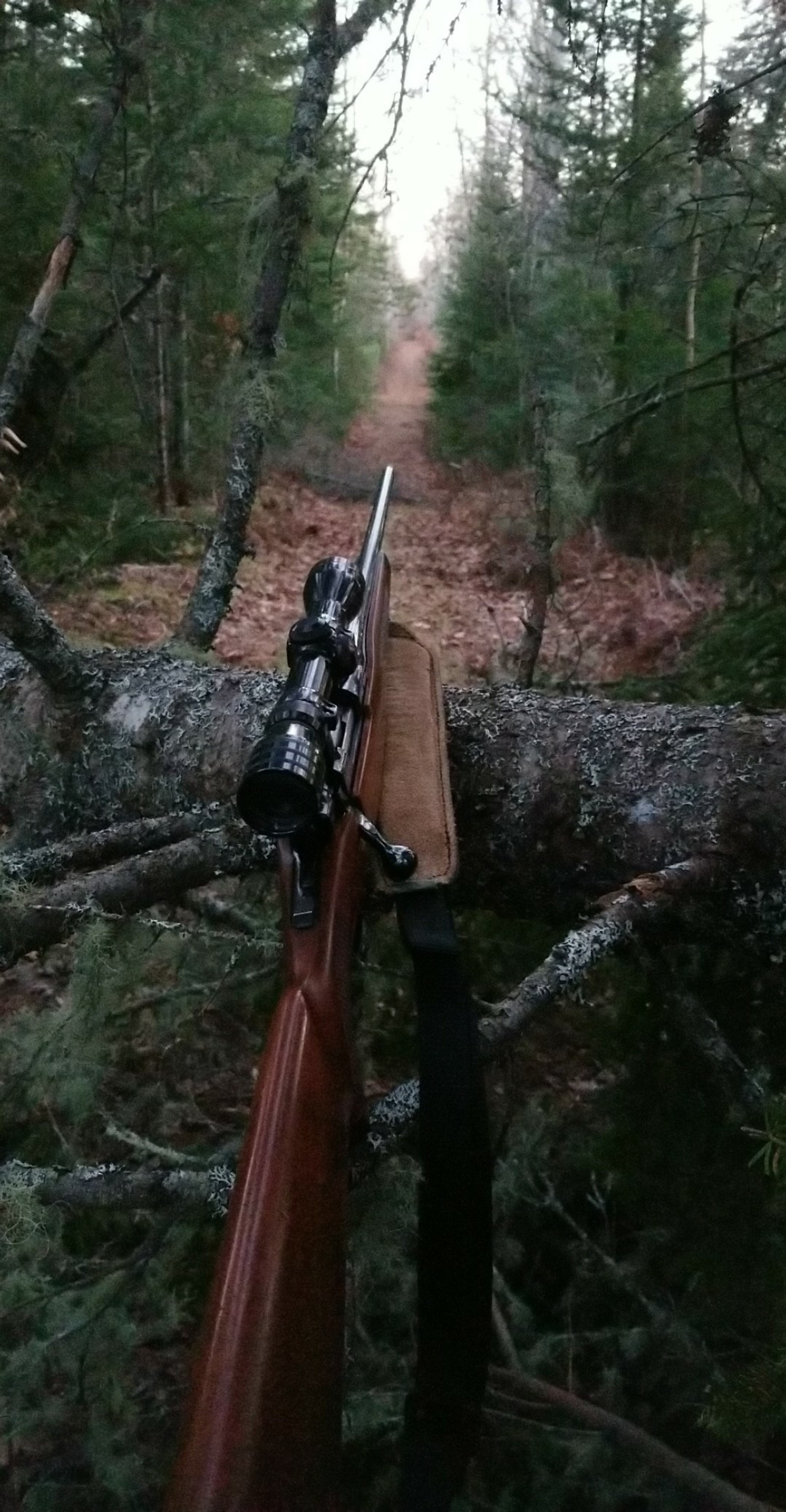 There is a rifle on a wooden rail in the woods (gun, hunting, rifle, woods)