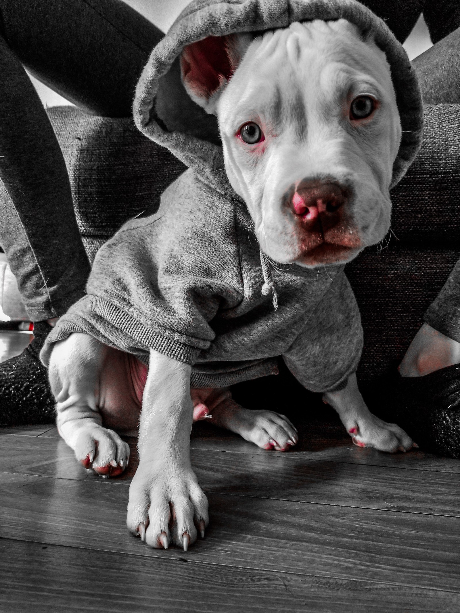 Cachorro con capucha sentado en un sofá con una persona al fondo (toro, perro, perros, divertido, pit)