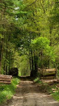 Camino forestal sereno entre pilas de madera