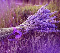 Buquê de lavanda amarrado com fita roxa em um campo