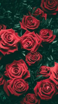 diamonds, flowers, heart, rose, roses wallpaper