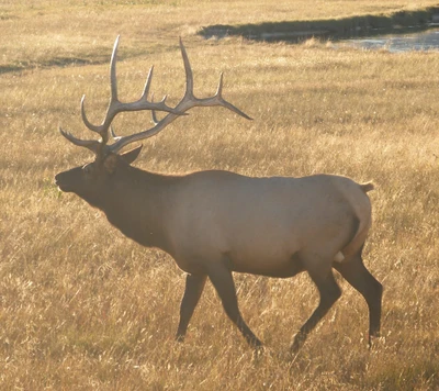 elk