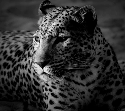 jean riget, leopardo