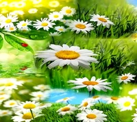 bug, daises, daisy, flower, flowers wallpaper