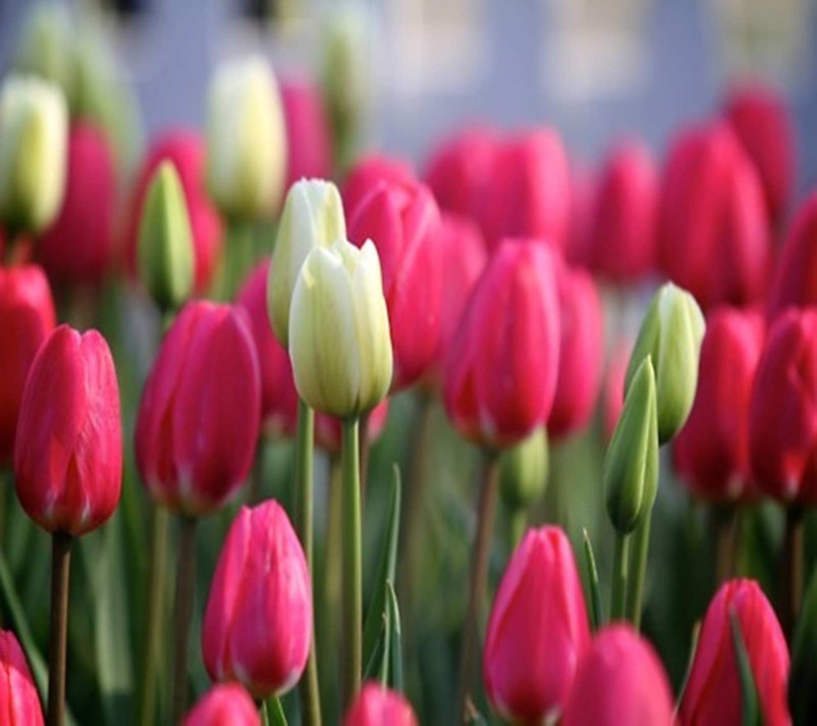 Descargar fondo de pantalla rosa, tulipanes