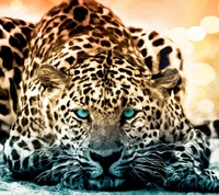 animal, cheetah, wild wallpaper