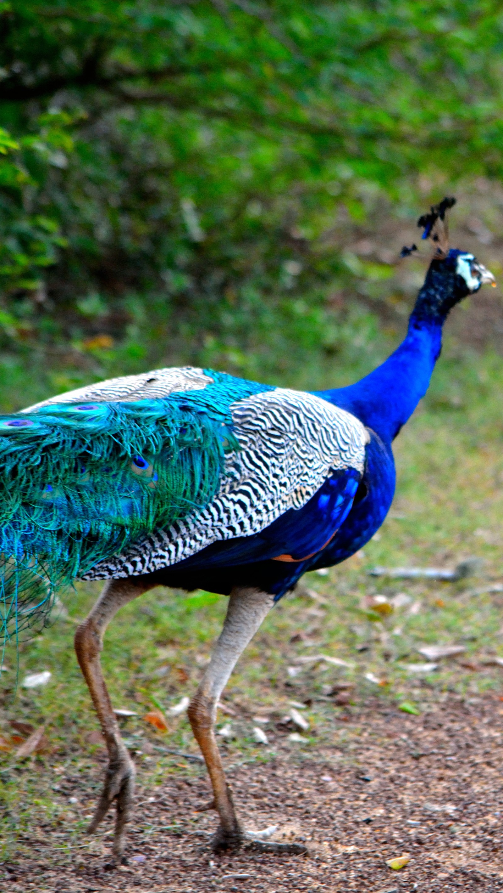 Peacock walking on the ground (ajcorera, bird, blue, iphone6, peacock)