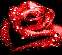 Beautiful Rose with Glimmering Water Drops