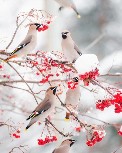 bird, birds, snow, weather, winter