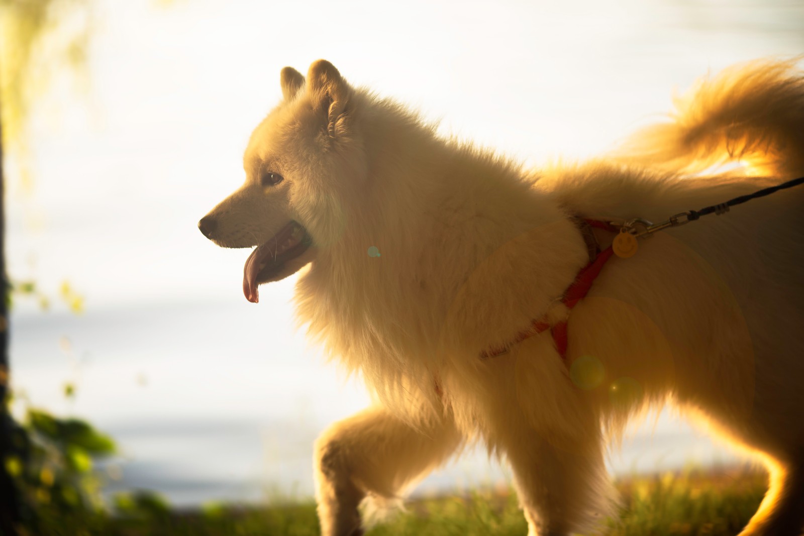 Арабская собака на поводке на солнце (померанский, pomeranian, немецкий шпиц, немецкий шпиц маленький, немецкий шпиц средний)