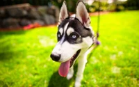 husky siberiano, cachorro, perro de trineo, husky, perro