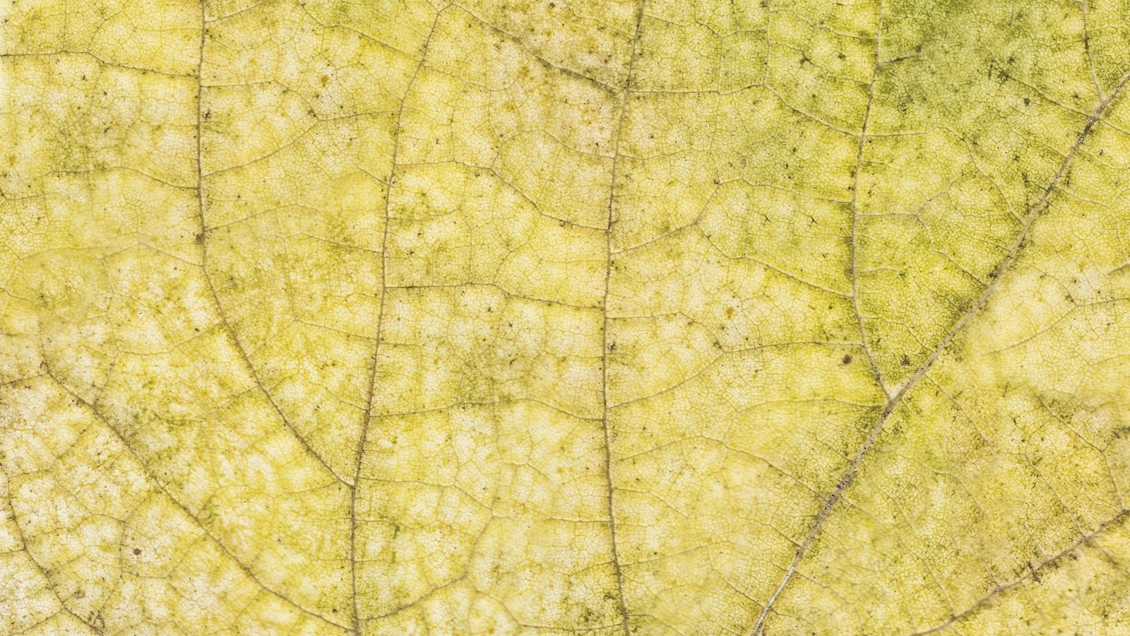 Gros plan d'une feuille sur un fond jaune (feuille, jaune, arbre, motif, herbe)