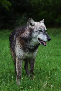 cachorro, cão lobo de saarloos, cão lobo checoslovaco, cão lobo de kunming, kunming wolfdog