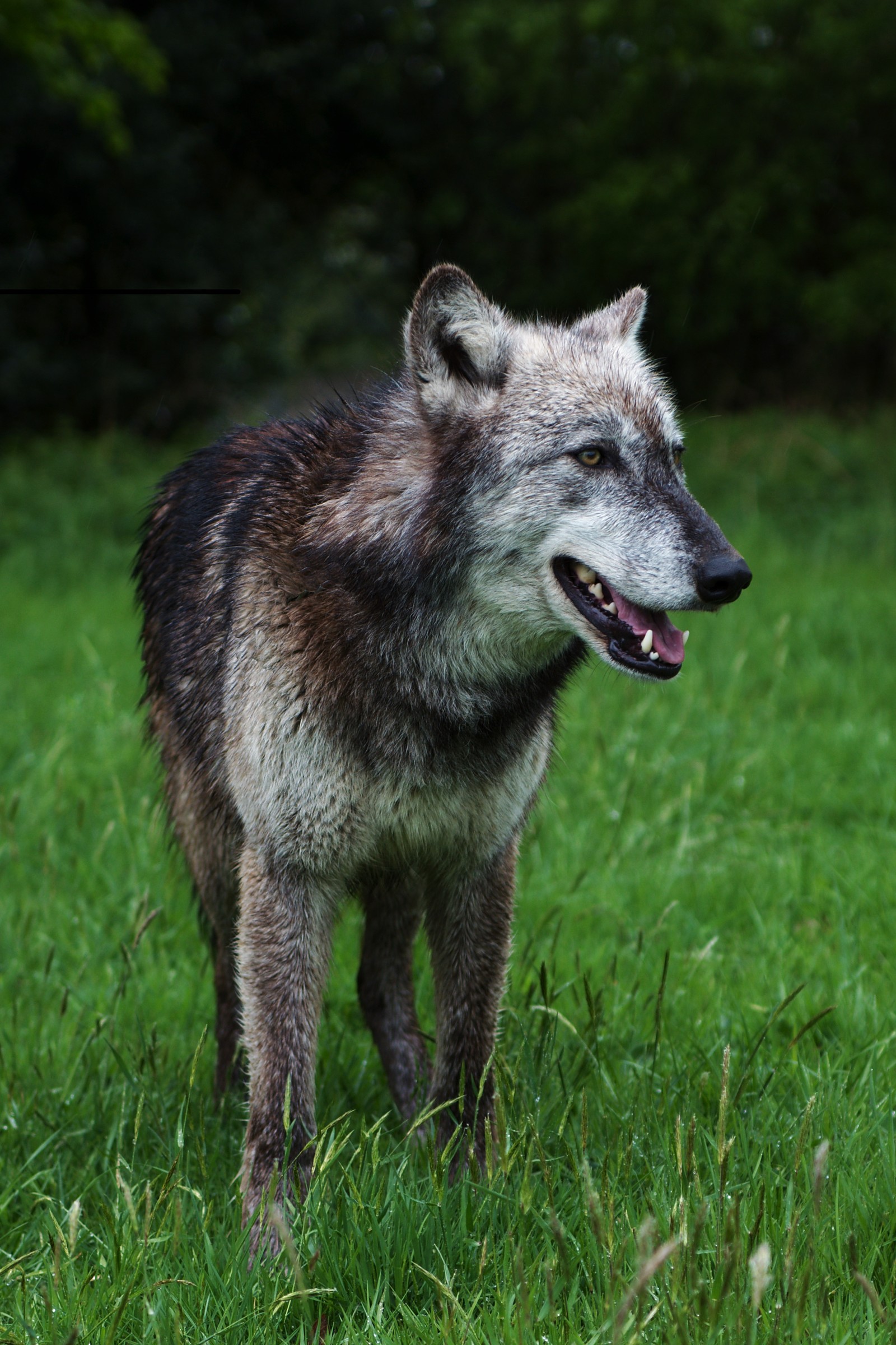 Há um lobo parado na grama com a boca aberta (cachorro, cão lobo de saarloos, cão lobo checoslovaco, cão lobo de kunming, kunming wolfdog)