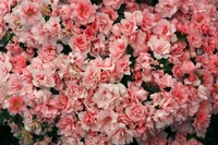 Vibrant Pink Azalea Blossoms in Full Bloom