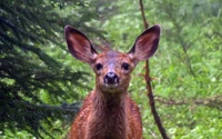 A curious white-tailed deer standing amidst lush greenery, showcasing its prominent ears and wet fur.