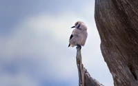 A small, fluffy bird perches on a weathered branch against a soft, cloudy sky, showcasing its delicate feathers and curious expression.